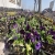 خرید گل های زینتی فصلی برای کاشت در میادین و بلوار های سطح شهر